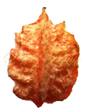 Pyrene